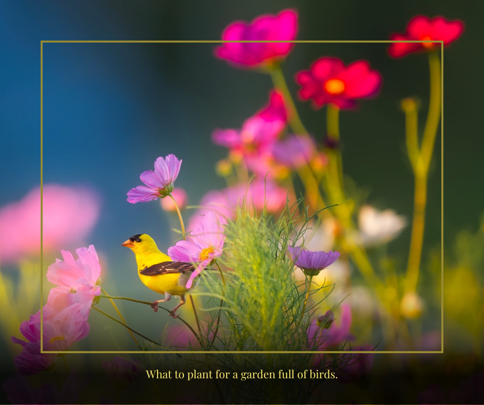 What to Plant For a Garden Full of Birds